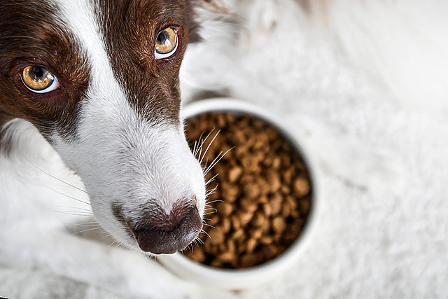Hundefutter bei Landhandel Wimmer Hundefutter bei Landhandel Wimmer