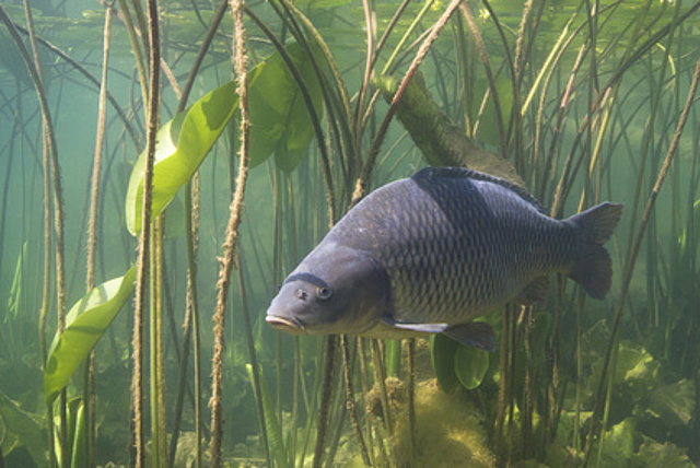 Fischfutter von Landhandel Wimmer Fischfutter von Landhandel Wimmer